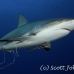 shark_caribbean_bc1_jar_h_0156_cub1903.jpg